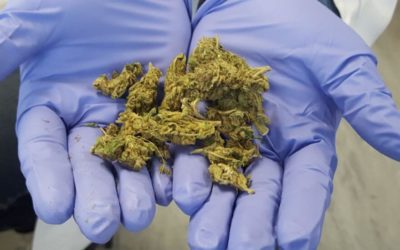 %THC Cannabis %THC Flowers & THC Edibles