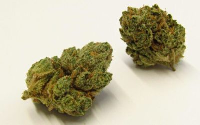 %THC Cannabis %THC Flowers & THC Edibles