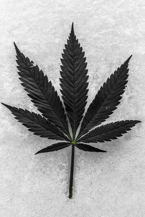 %THC Cannabis %THC Flowers & THC Edibles