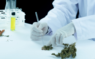 %THC Cannabis %THC Flowers & THC Edibles